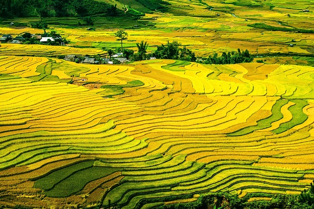 코르딜레라 계단식 논🌾: 미래를 위한 젊은 농부들의 도전과 기회 💪